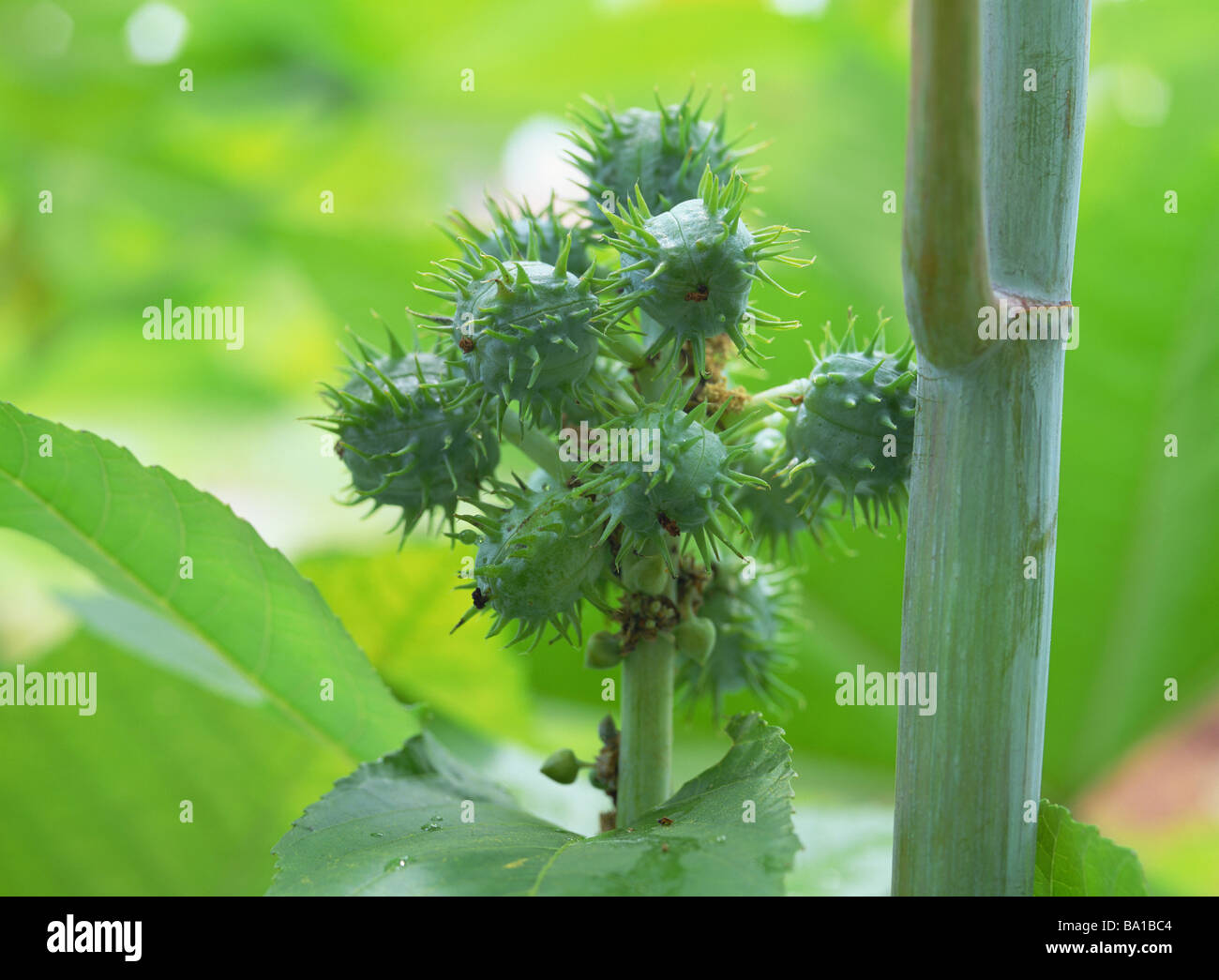 Frutto di olio di ricino impianto Foto Stock