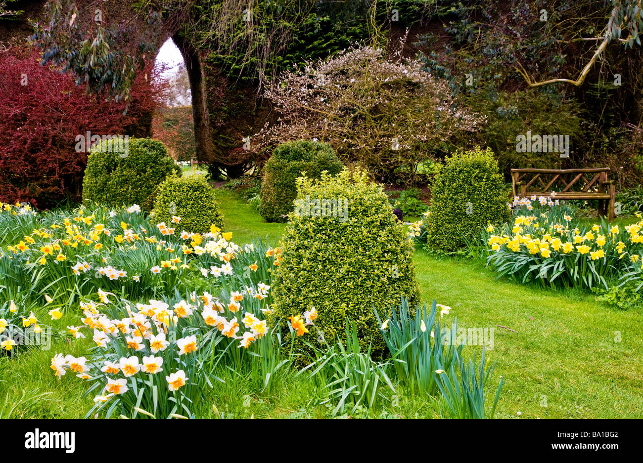 Differenti varietà di specie di narcisi in Daffodil Garden a Stourton House Stourton vicino Warminster Wiltshire, Inghilterra REGNO UNITO Foto Stock