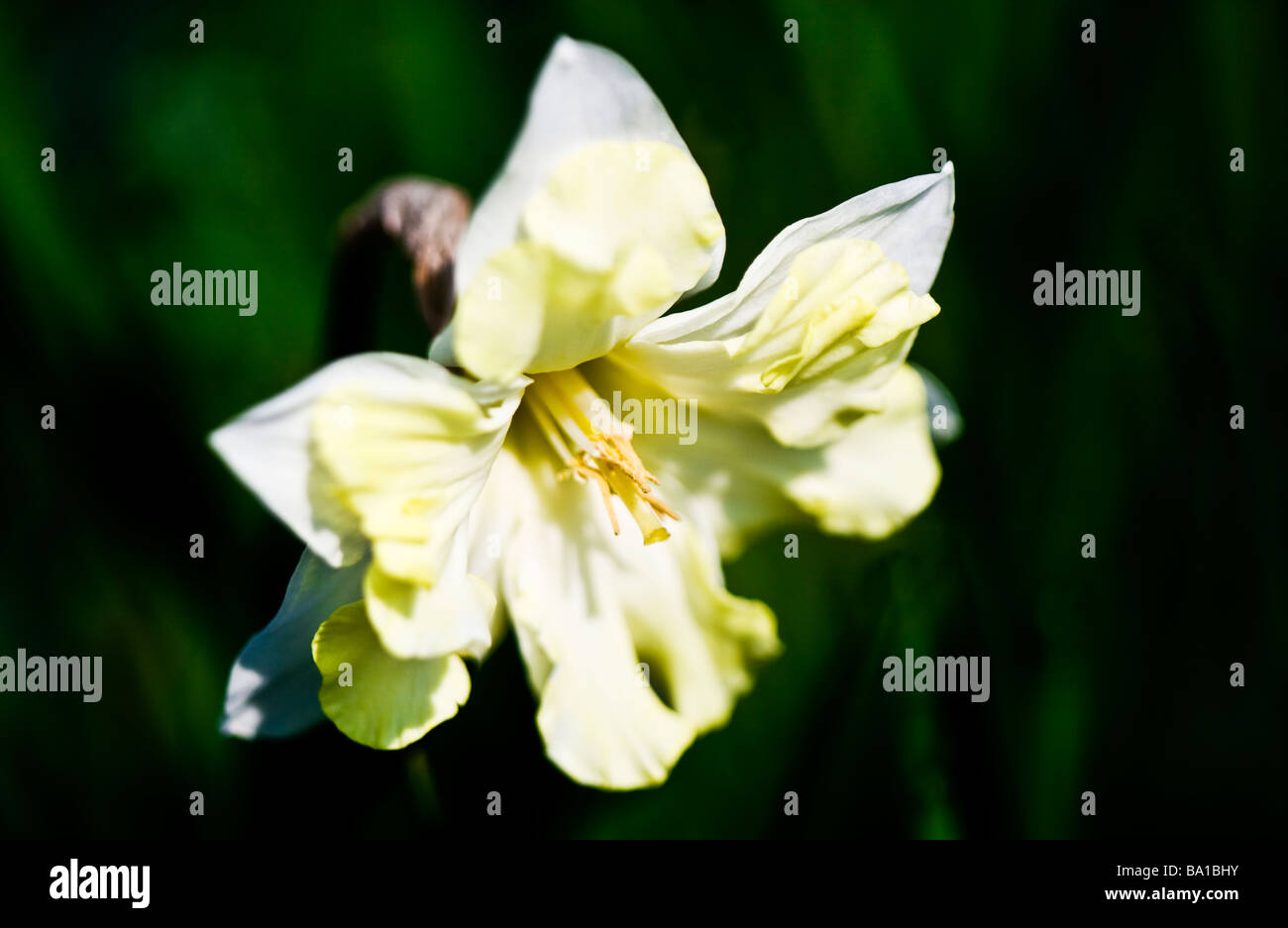 Un gruppo corona specie varietà o cultivar di daffodil o Narciso Foto Stock