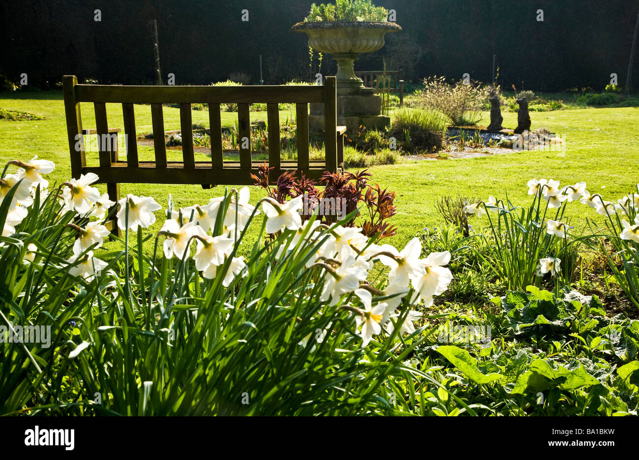 Intrico di narcisi retroilluminato in il giardino di piante erbacee a Stourton House Stourton vicino Warminster Wiltshire, Inghilterra REGNO UNITO Foto Stock