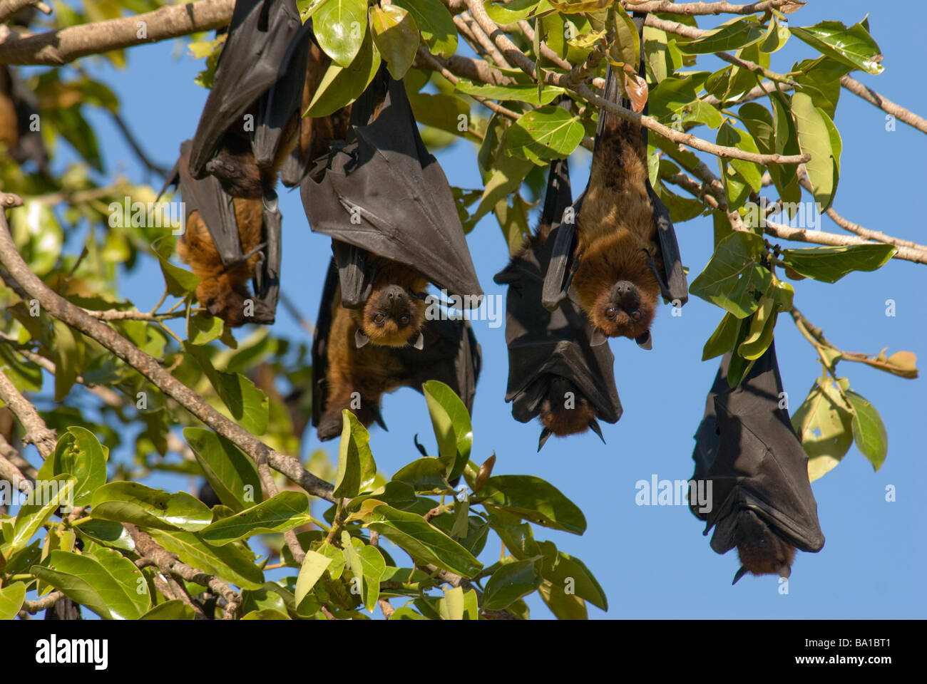 Un gruppo di volpi volanti indiano-volanti Volpi Pteropus giganteus appoggiata al giorno in una colonia in Gujarat India Foto Stock
