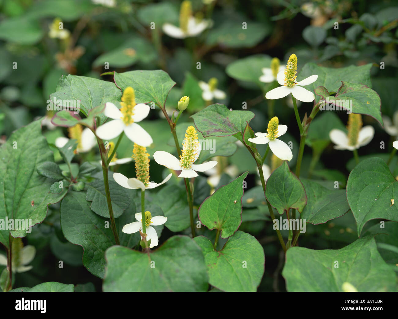 Giallo verde fiori con petali di colore bianco Foto Stock