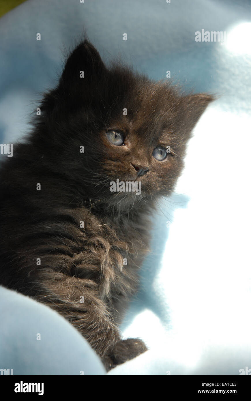 Nero, con i capelli lunghi gattino, 5 settimane di età Foto Stock