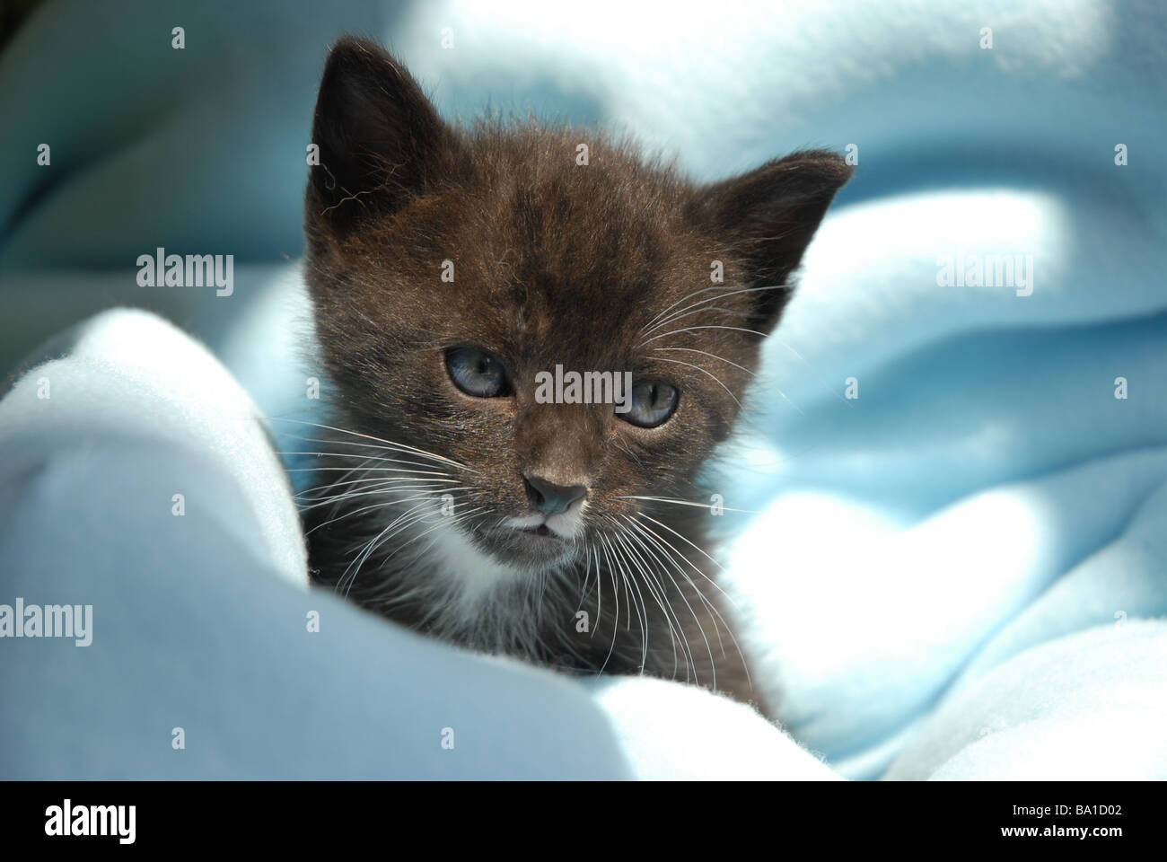 Bianco e nero gattino, 5 settimane di età Foto Stock