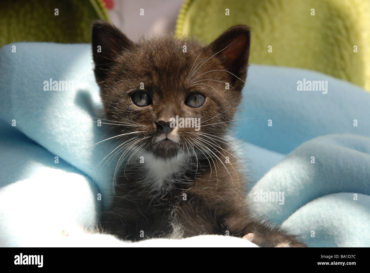 Bianco & nero gattino, 5 settimane di età Foto Stock