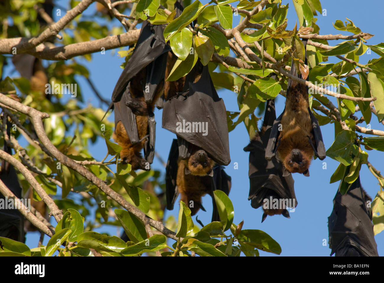 Un gruppo di volpi volanti indiano-volanti Volpi Pteropus giganteus appoggiata al giorno in una colonia in Gujarat India Foto Stock