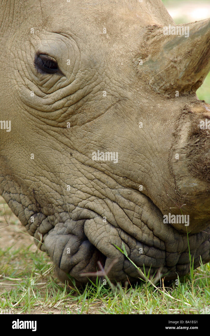 White Rhino - Ceratotherium simum Foto Stock