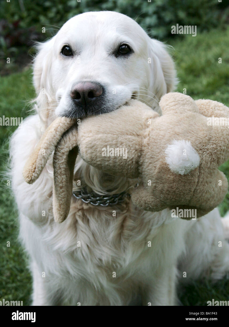 Un naughty dog masticare un coniglio ripieno Foto Stock