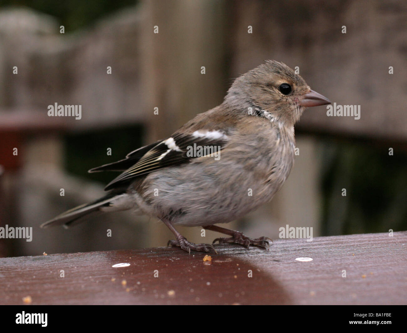 Un piccolo tame hedge sparrow in attesa di essere alimentato. Foto Stock