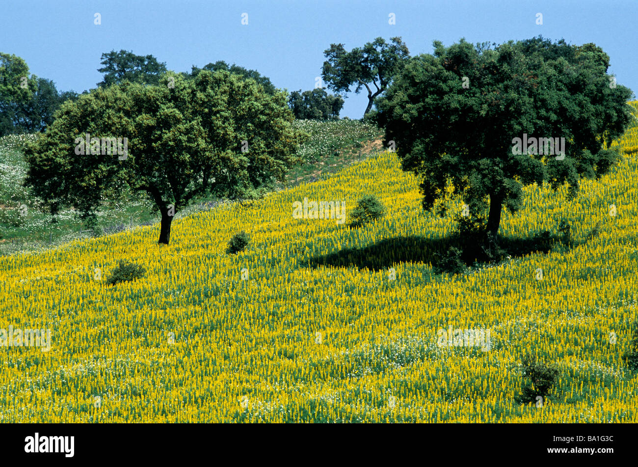 Tappeto di fiori la campagna Alentejo nel sud del Portogallo, in un paesaggio dominato da querce da sughero Foto Stock