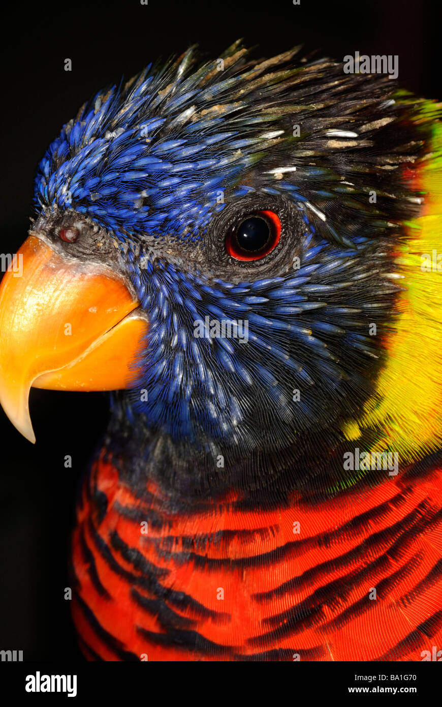 Rainbow Lorikeet, Trichoglossus haematodus, una specie di pappagallo trovato in Australia Foto Stock