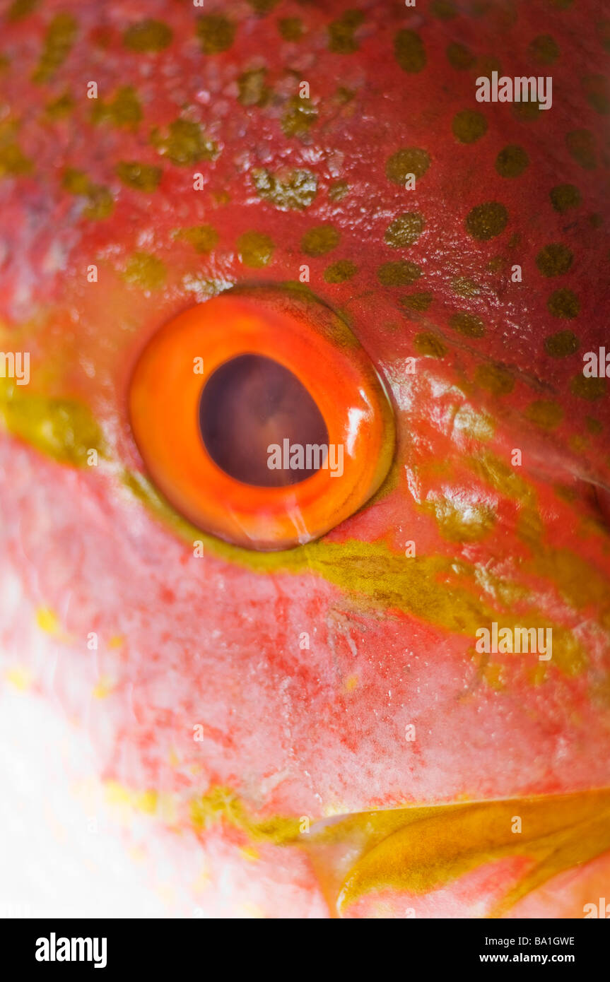 Fish Eye di Red Snapper Lutjanus campechanus Foto Stock