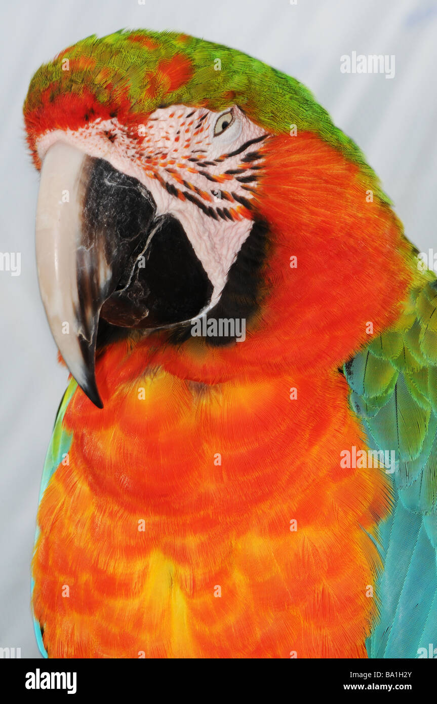 Scarlet Macaw (Ara Macao), close-up Foto Stock