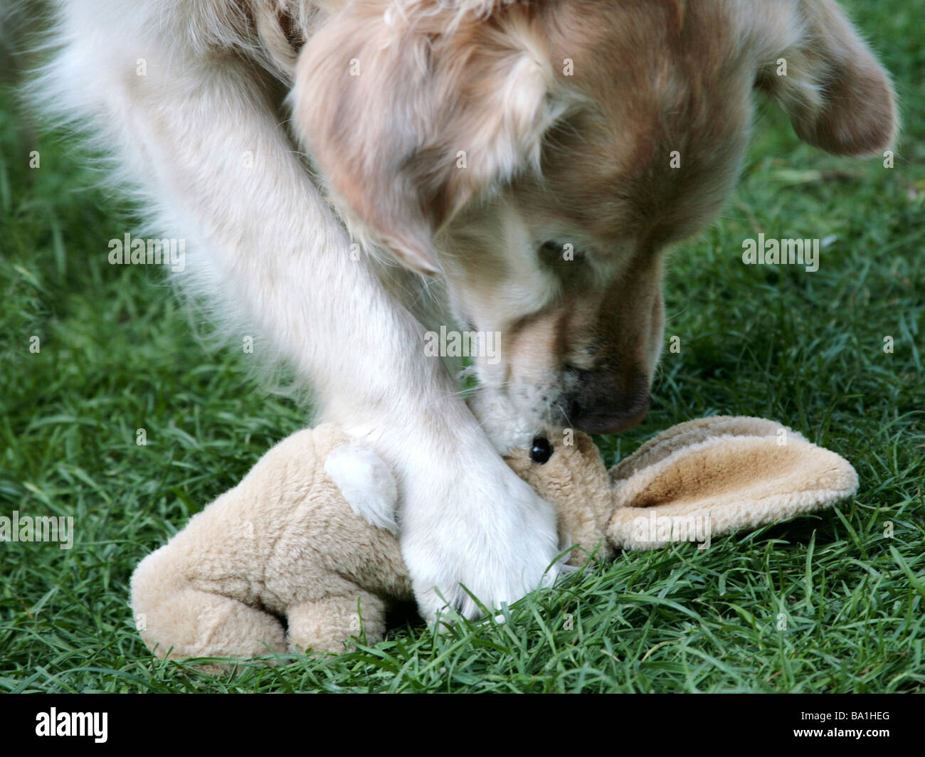 Un naughty dog masticare un coniglio ripieno Foto Stock