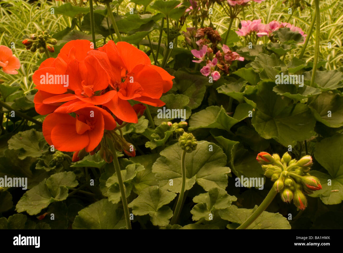 Pelargonium x hortorum, Geraniaceae Foto Stock