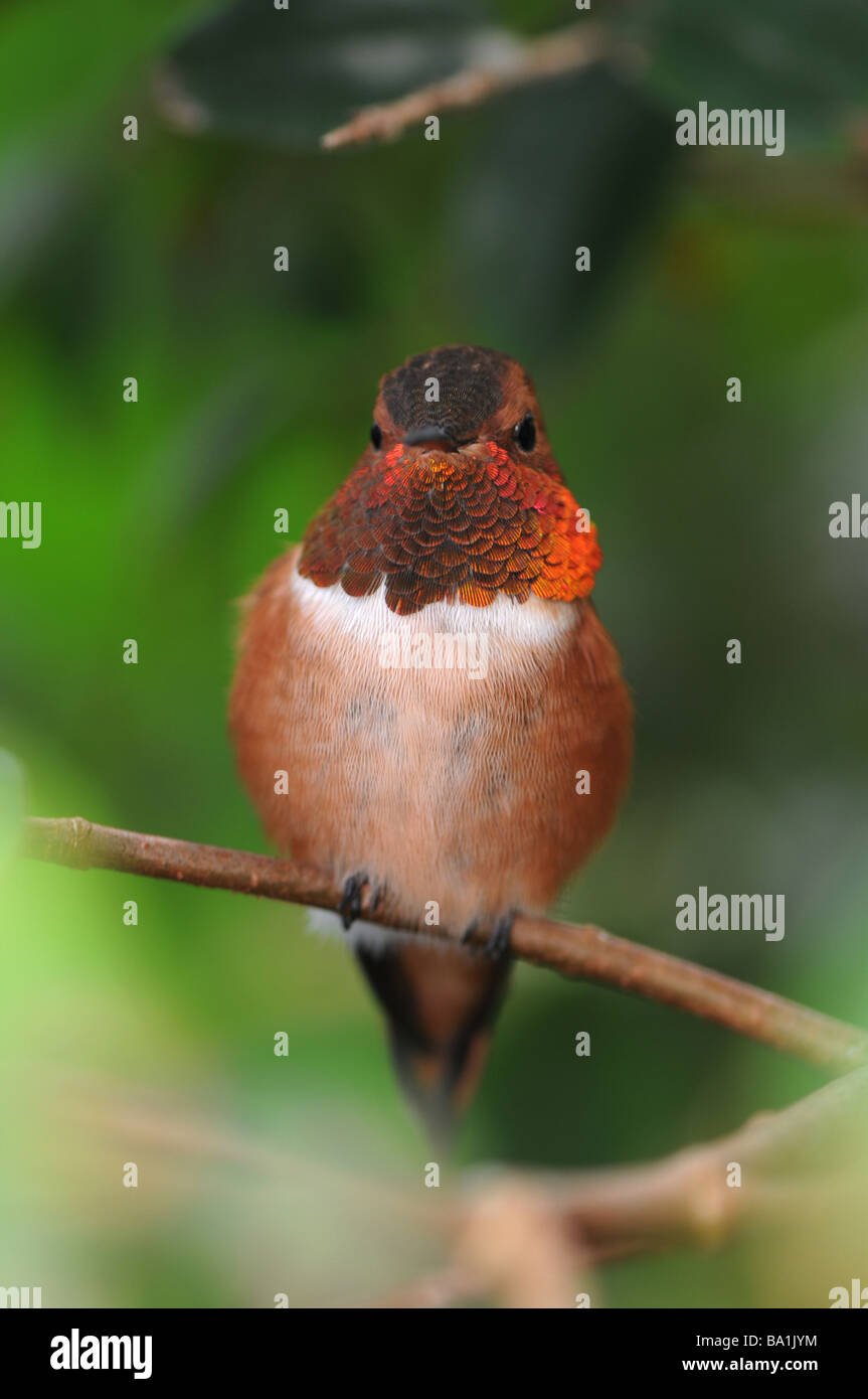 Rufous Hummingbird (Selasphorus rufus) Foto Stock