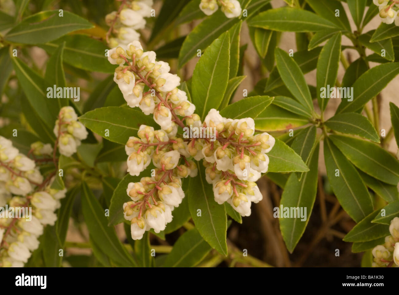 Sarcococca Holehird japonica "Cupido', Ericaceae Foto Stock