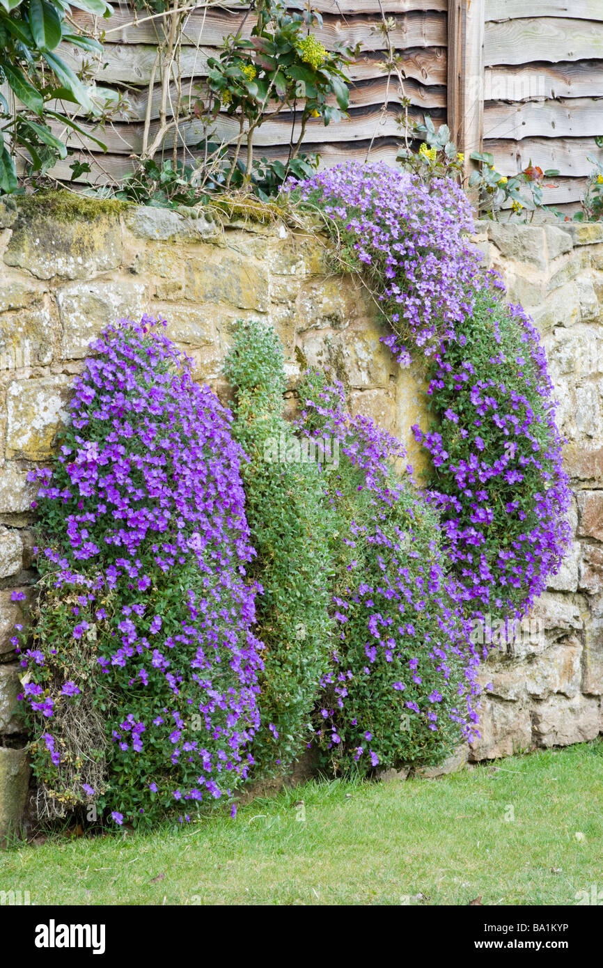 Aubretia (Aubrieta), crescendo nella parete del giardino. Regno Unito Foto Stock