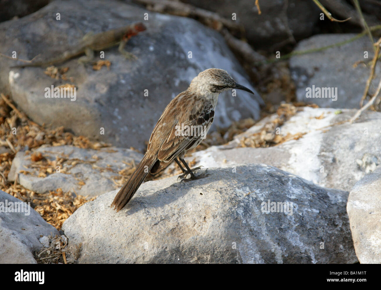 Cappa o Espanola Mockingbird, Nesomimus macdonaldi, Mimidae, all'Isola Espanola, Isole Galapagos, Ecuador, Sud America Foto Stock