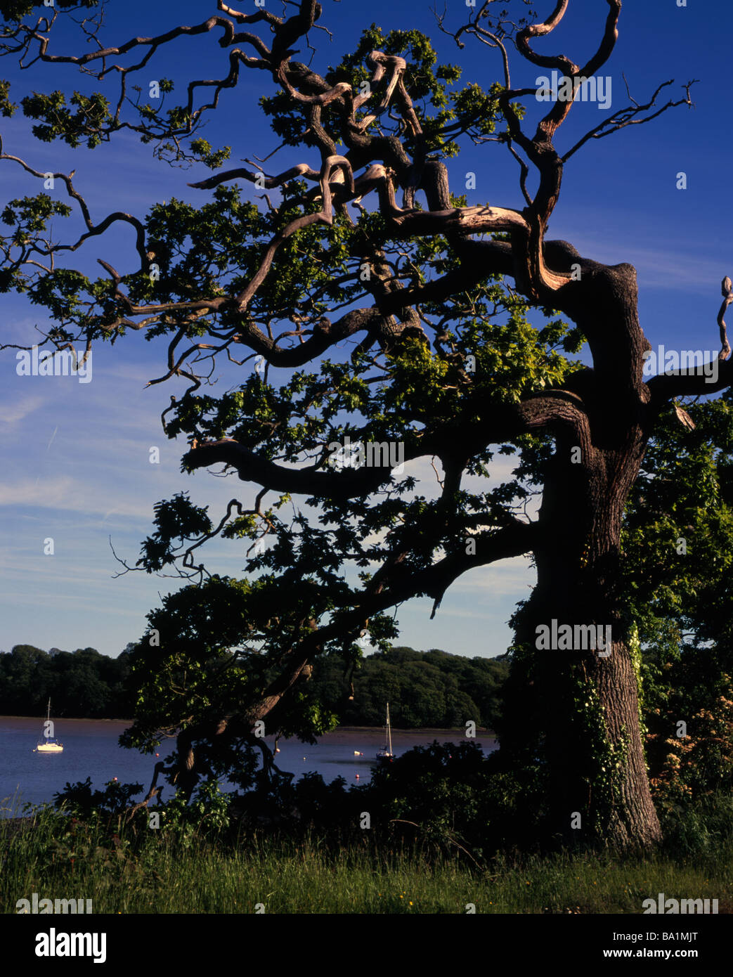Albero di quercia da riva Lawrenny vicino Milford Haven Pembrokeshire Wales Foto Stock