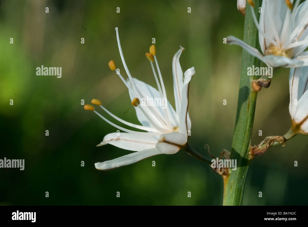 Asphodel Asphodelus sp.liliacee, Insugherata Park, Roma, Italia Foto Stock