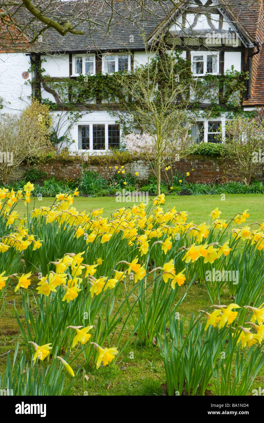 Cottage e narcisi. Shamley green, Surrey, Regno Unito Foto Stock