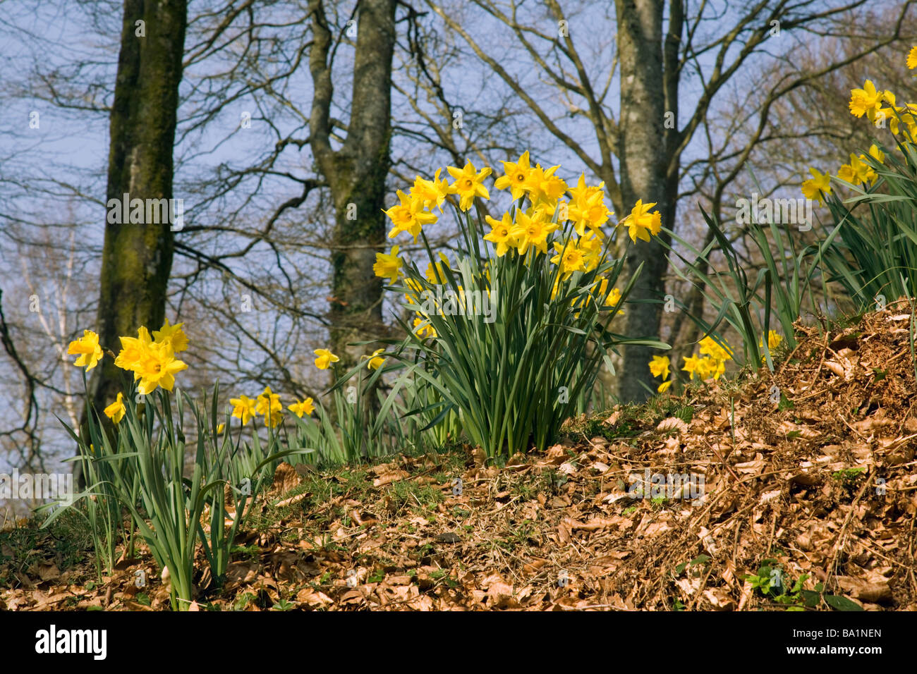 Inizio della primavera narcisi nel bosco in Devon Foto Stock