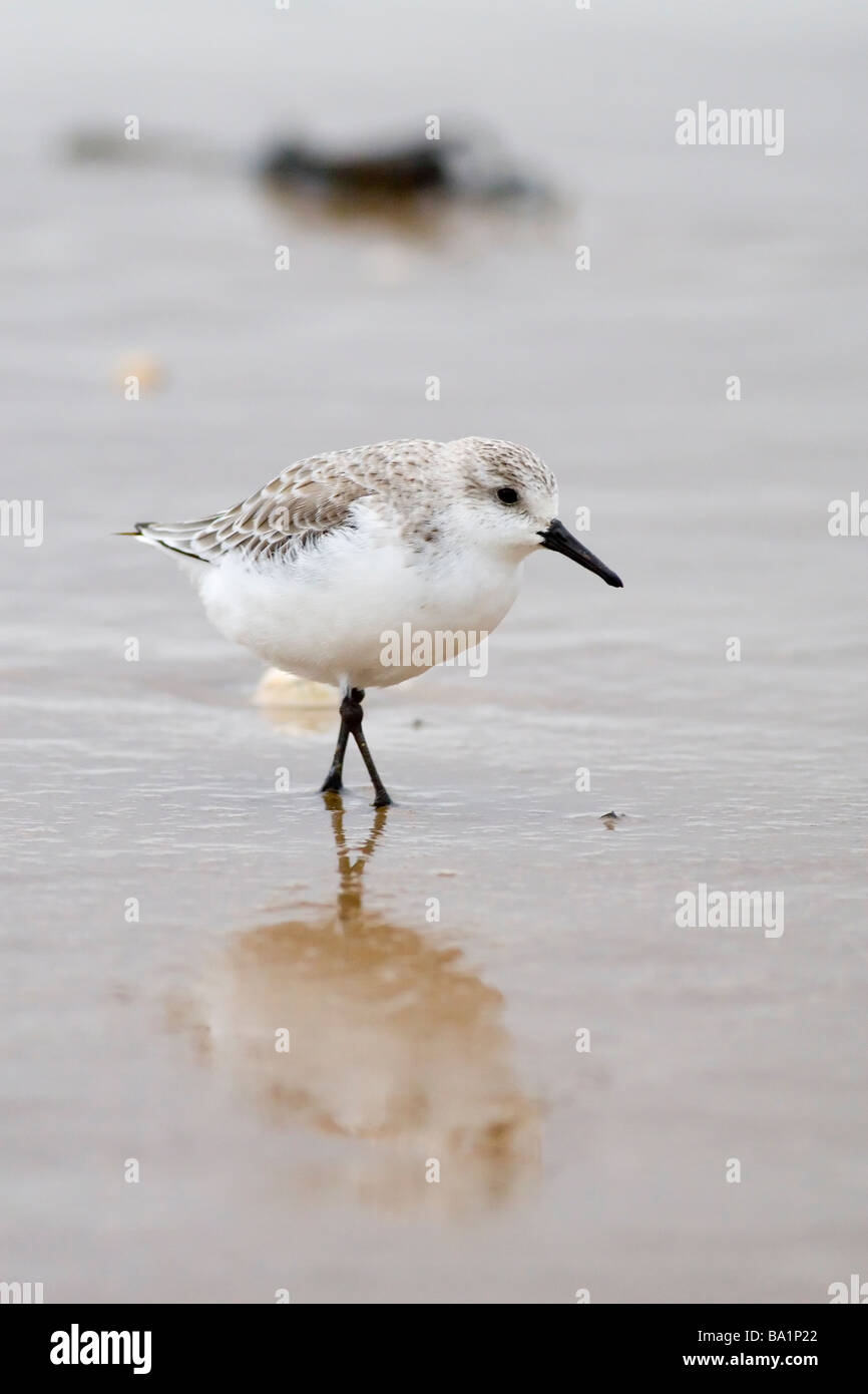 Sanderling Calidris alba Foto Stock