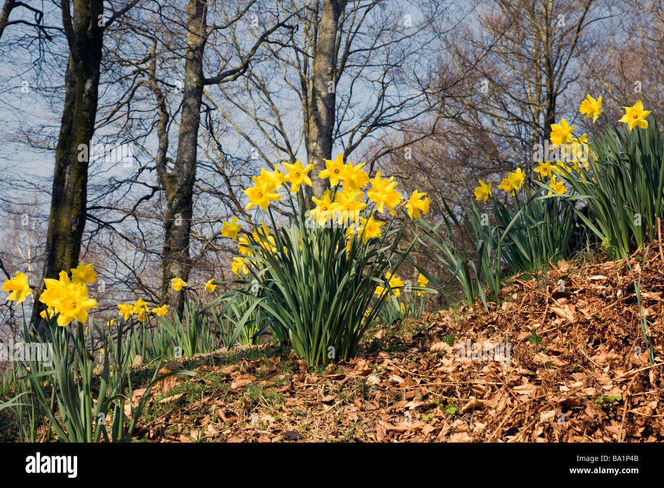 Inizio della primavera narcisi nel bosco in Devon England Foto Stock