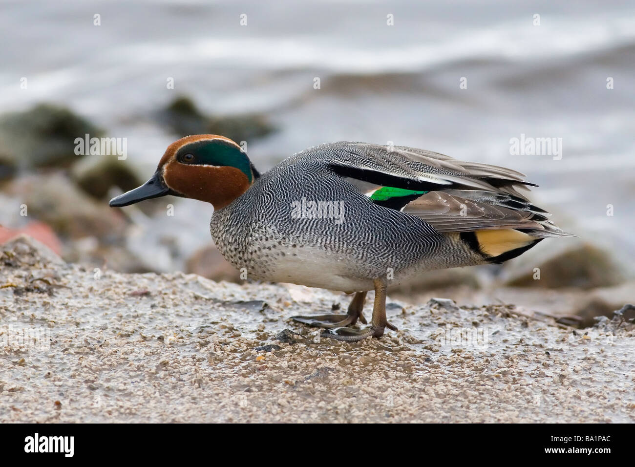 Alzavola Anas crecca Foto Stock