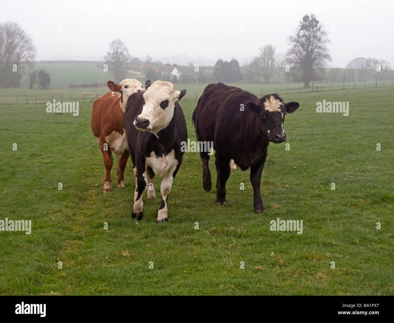 Giovani vacche nel campo Foto Stock