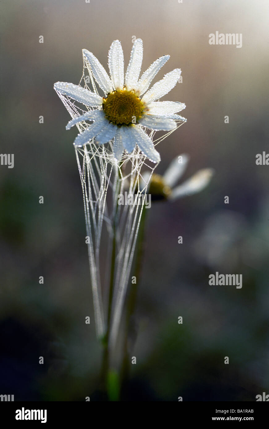 Oxeye Daisy Fiore (crisantemo leucanthemum) con inizio Rugiada di mattina e un "ragno Web' Foto Stock