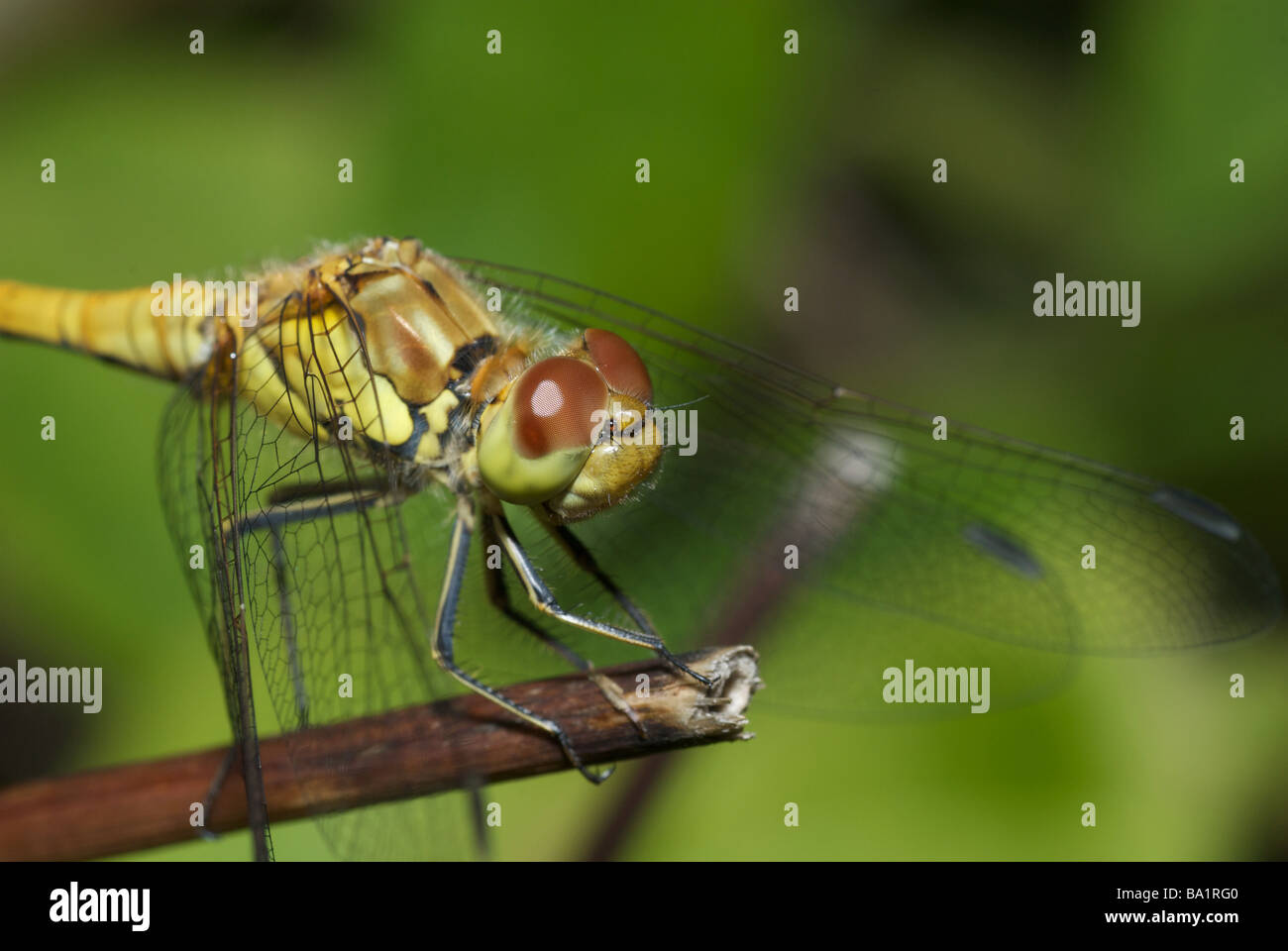 Femmina Darter comune (Sympetrum striolatum) Dragonfly appollaiato su un ramo, Kent, Regno Unito Foto Stock