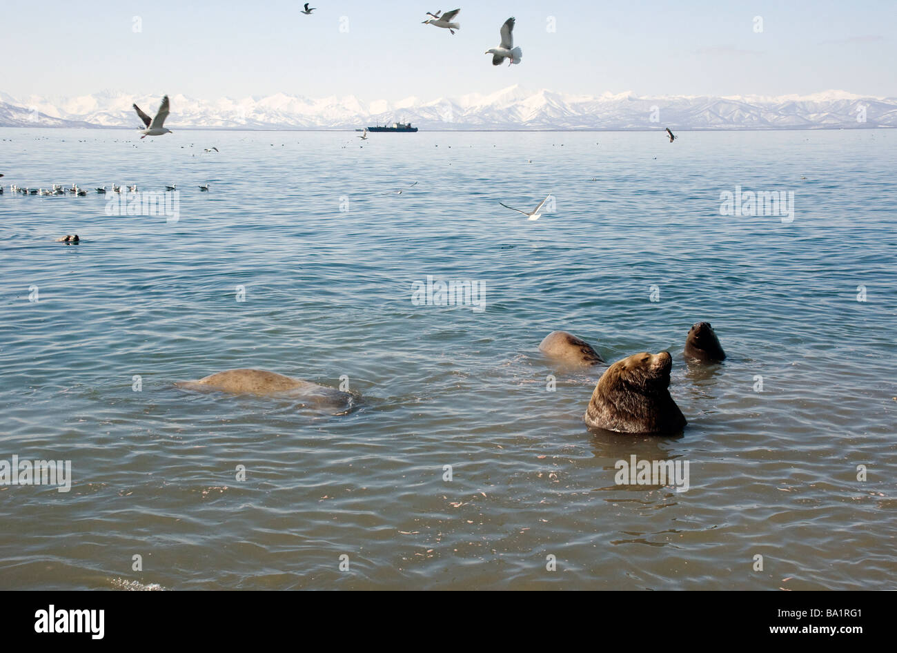 Il gabbiano e leoni di mare, in un paesaggio marino. La Russia Kamchatka. Foto Stock