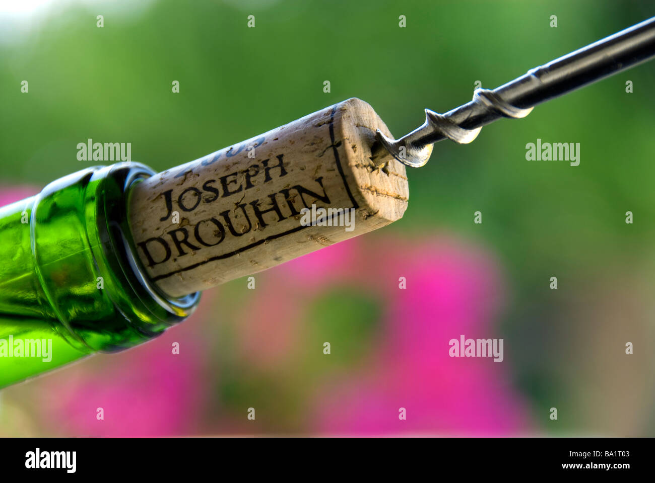 Struttura di cavatappi tirando un tappo di sughero in un Joseph Drouhin bottiglia di fina e bianca di vino di Borgogna all'aperto in giardino situazione Foto Stock