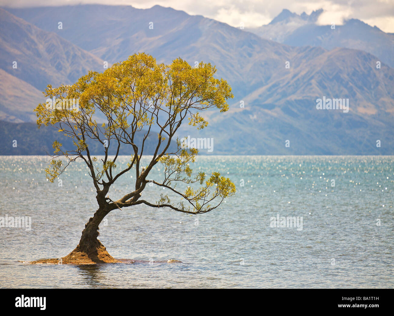 Tree, il lago Wanaka di Central Otago, Nuova Zelanda Foto Stock