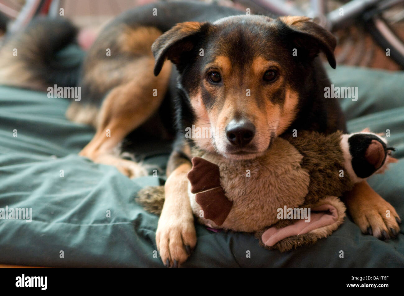 Cane sul suo letto di cane in appoggio con il suo giocattolo preferito, un anatra ripiene Foto Stock