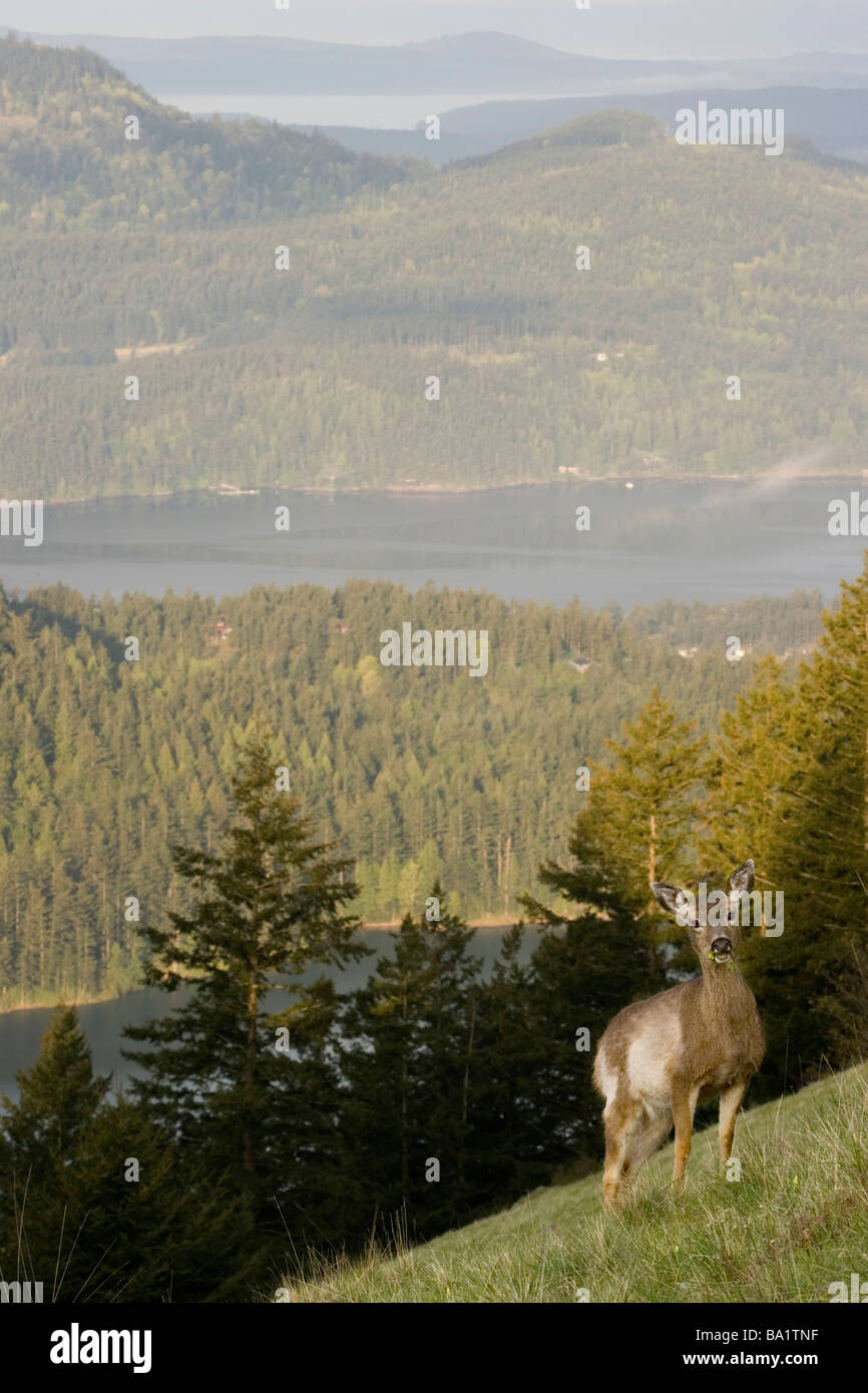 Nero-Tailed Deer - San Juan Island Vista - Moran State Park, Orcas Island, Washington Foto Stock
