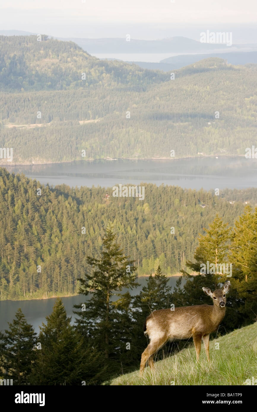 Nero-Tailed Deer - San Juan Island Vista - Moran State Park, Orcas Island, Washington Foto Stock