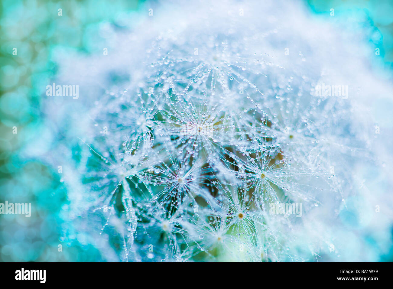 Le goccioline di acqua sui fiori Foto Stock