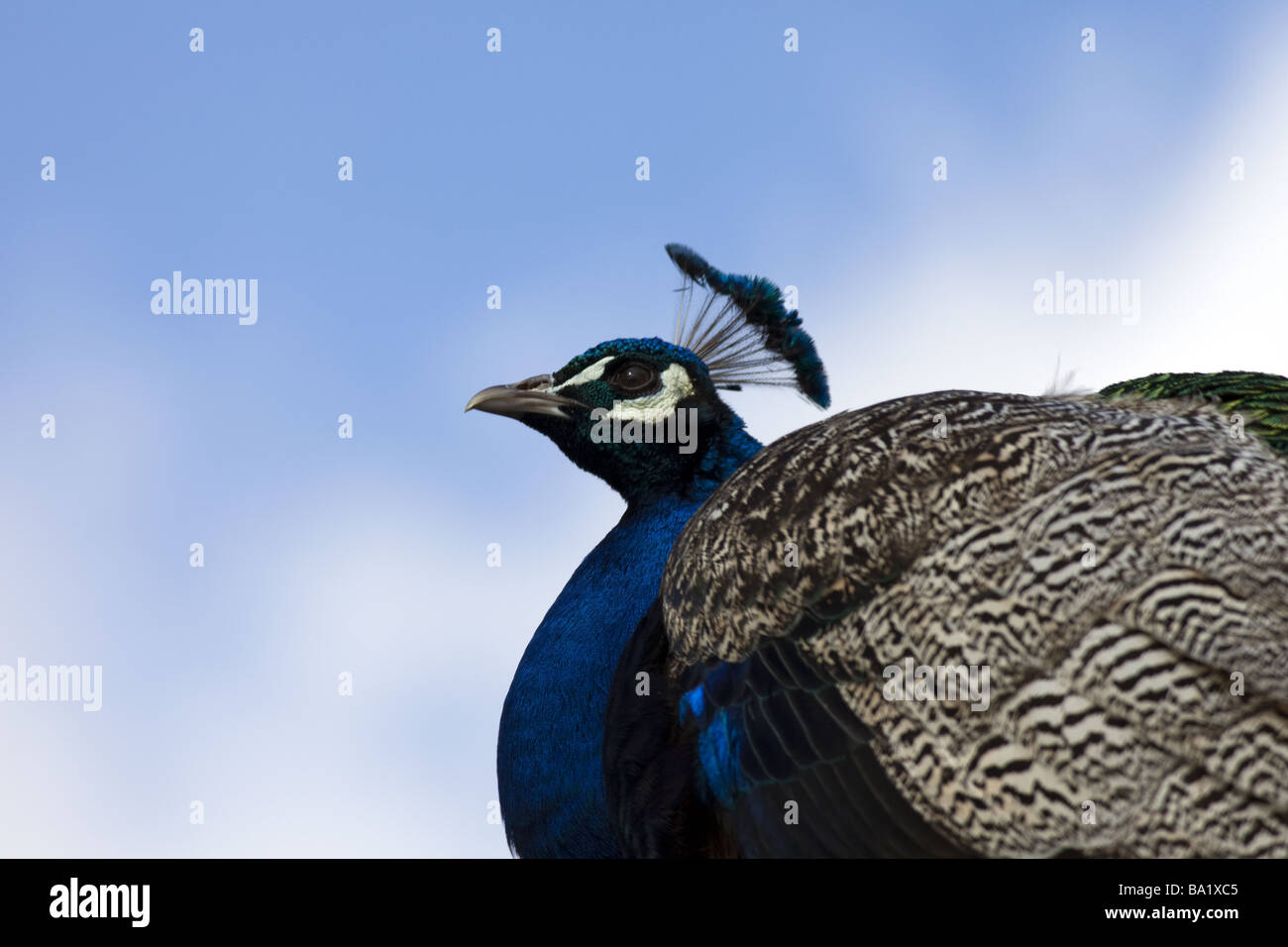 Bassa angolazione di un indiano Peafowl contro sunny cieli blu. Foto Stock