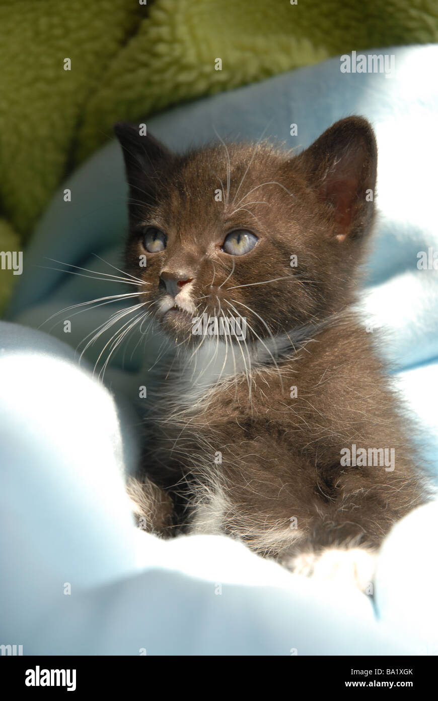 Bianco e nero gattino, 5 settimane di età Foto Stock