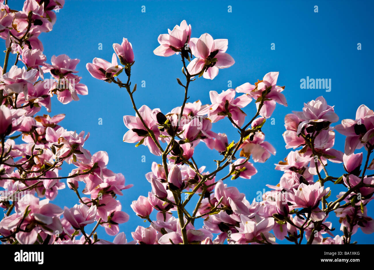 Magnolia campbellii in fiore contro un profondo blu del cielo senza nuvole Foto Stock