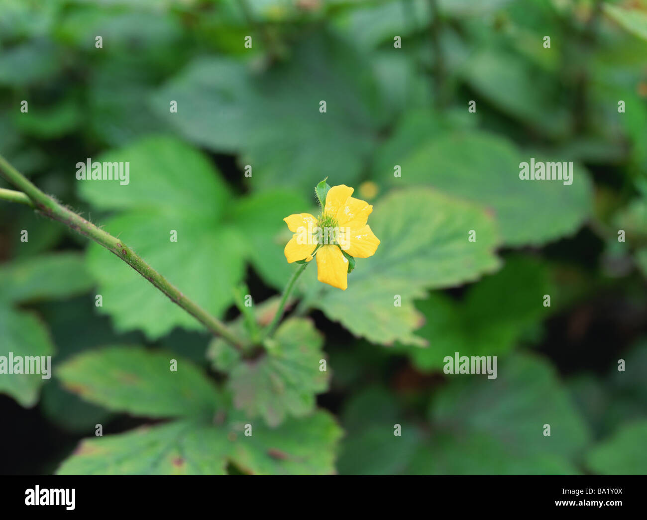 Grandi foglie Avens fiore in fiore Foto Stock