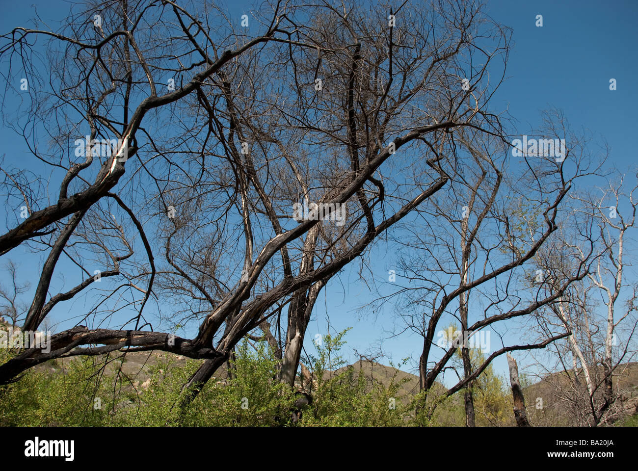 Dead alberi bruciati ancora in piedi Foto Stock