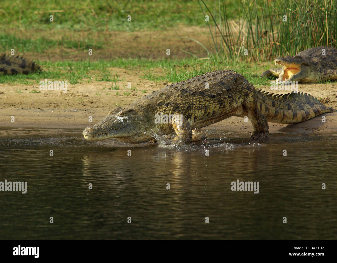 Coccodrillo del Nilo - Crocodylus niloticus Foto Stock