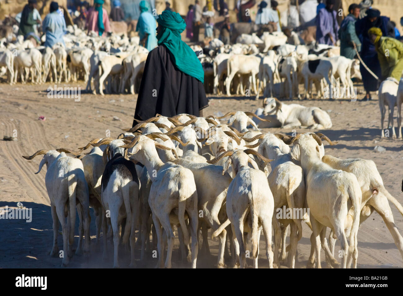 Allevamento di ovini per Tabaski al mercato di Timbuktu Mali Foto Stock