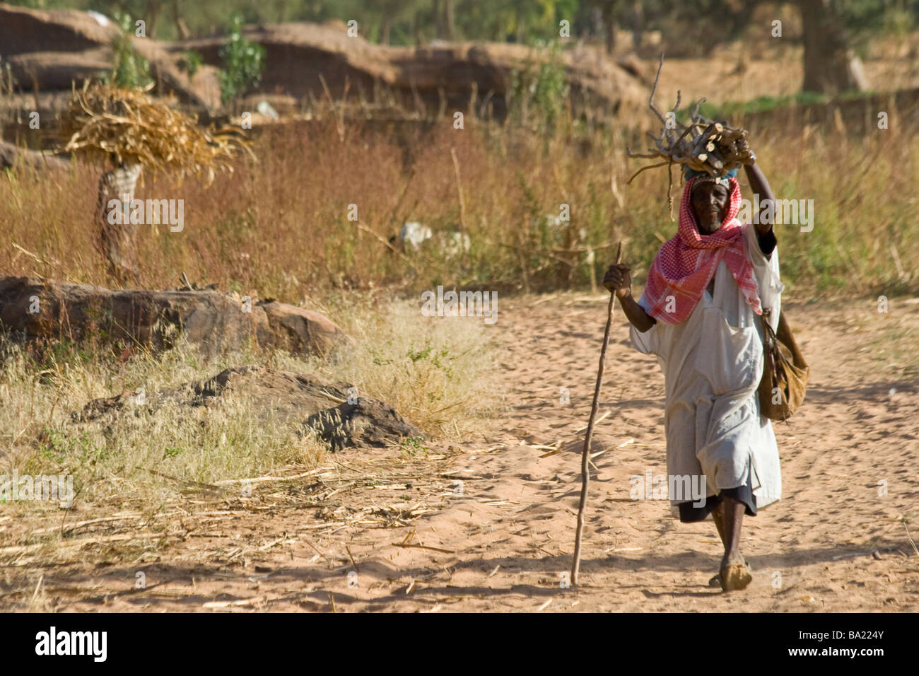 Anziani Dogon uomo trasportare il legno sulla sua testa nel villaggio di Yendouma nel Pays Dogon del Mali Foto Stock