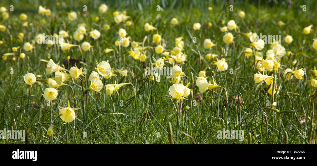 Naturalizzato hoop-petticoat Giunchiglie in sole di primavera Foto Stock