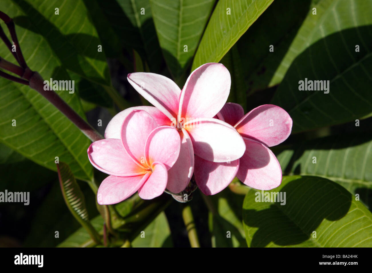 Inquadratura ravvicinata di un frangipani Flower Foto Stock